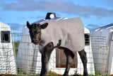 Regular Calf Covers