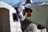 Ultra Calf Covers