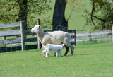 Lamb Covers