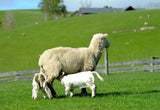 Lamb Covers