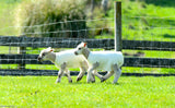 Finn Lamb/Goat Covers