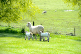 Lamb Covers