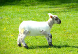 Lamb Covers
