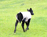 Fit N Forget™ Calf Cover