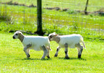 Lamb Covers