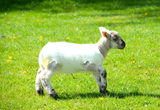 Finn Lamb/Goat Covers